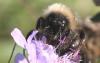 Bombus sp.